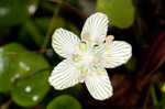 Kidneyleaf grass of Parnassus